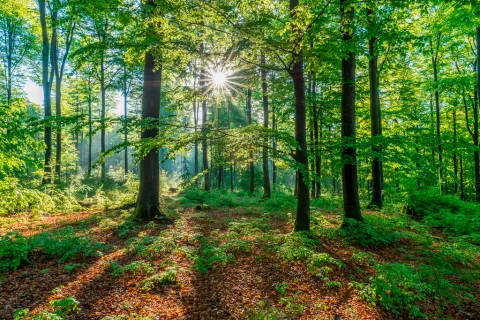 Forest with sunshine