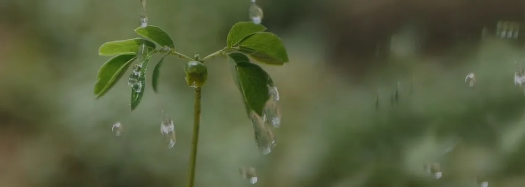 Carbon neutral certification banner with green leaf symbol
