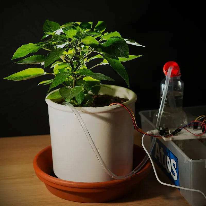 A pepper plant with cables and sensors attached